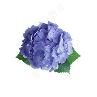 绣球花紫色小花好看