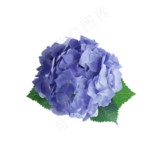 绣球花紫色小花好看