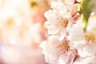 怒放的花朵图片