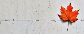 秋天红色秋叶简约特写，立秋秋分摄影图