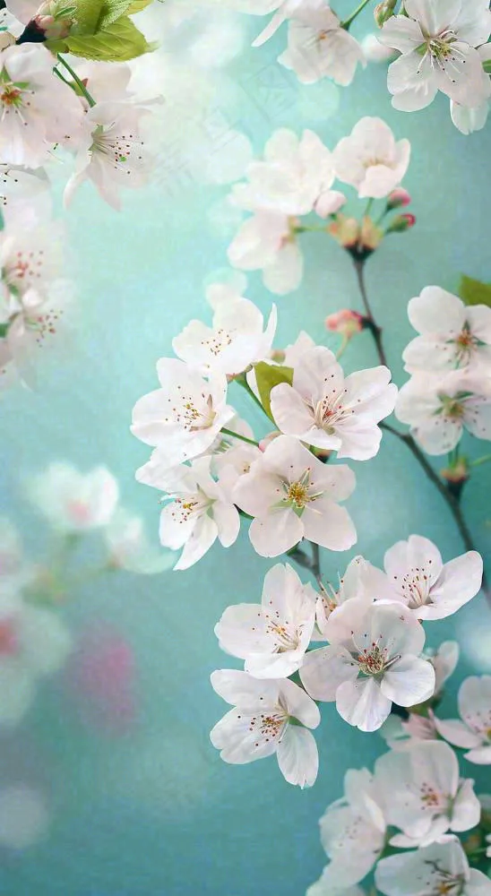 春天开满枝头的白色樱花花朵立春惊蛰春分摄影图(816x1488)