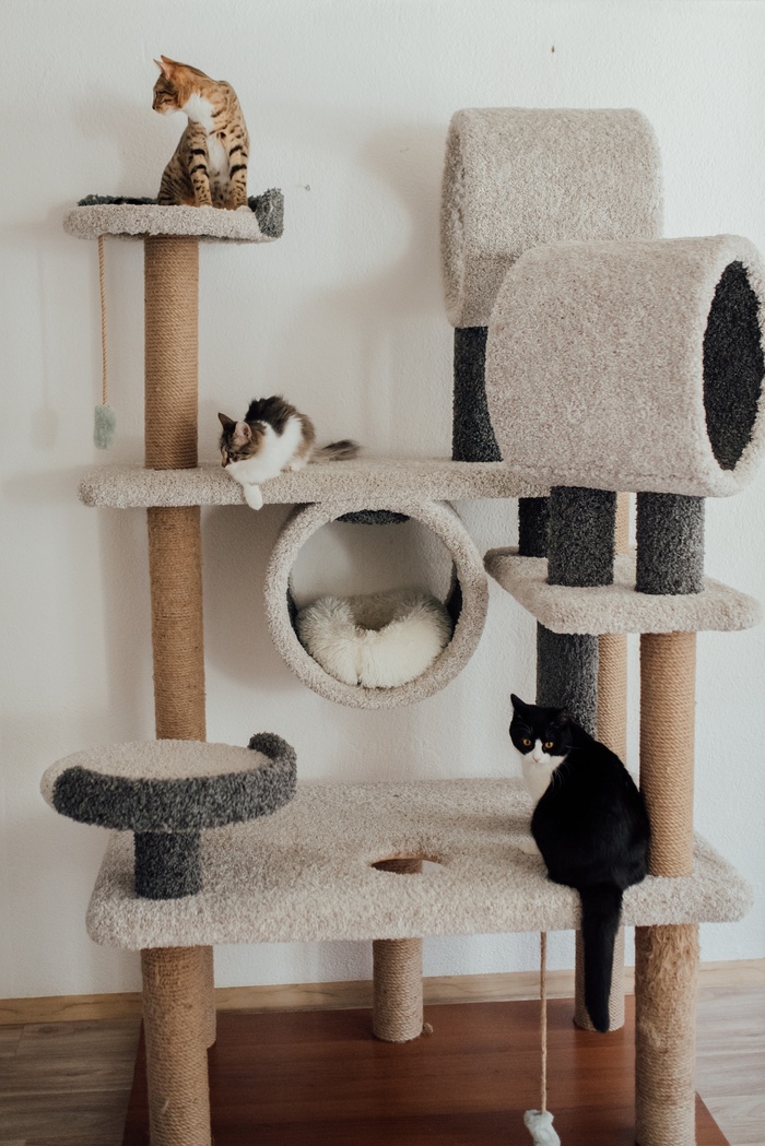 可爱猫咪猫猫摄影素材