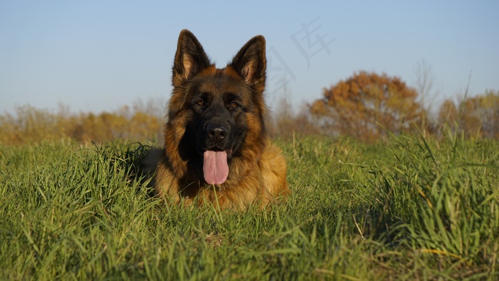 德国牧羊犬休憩图片