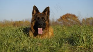 德国牧羊犬休憩图片