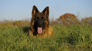 德国牧羊犬休憩图片