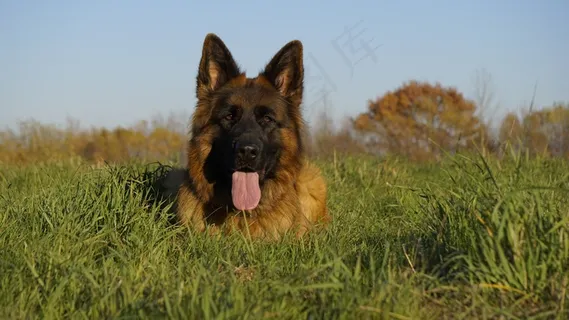 德国牧羊犬休憩图片 德国牧羊犬休憩图片