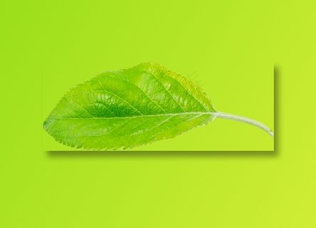 08_Apple Leaf
