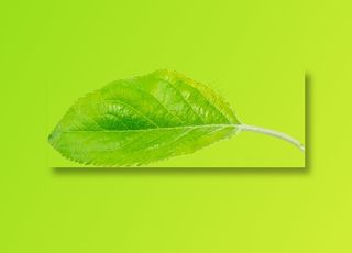 08_Apple Leaf