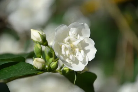 白色茉莉花朵摄影图片 白色茉莉花朵摄影图片