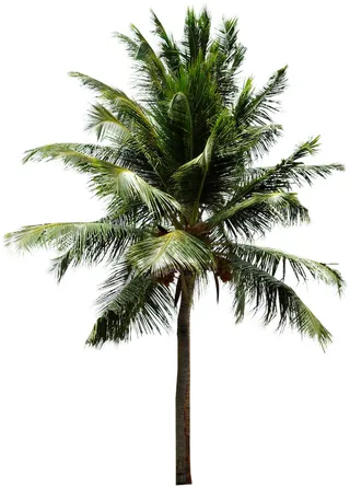 高清树木素材 免抠PSD植物素材 美术绘画园林贴图 树草灌木花草