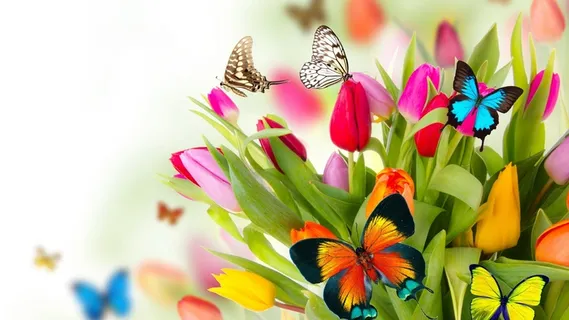 唯美花朵蝴蝶图片