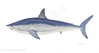 高清水彩鱼素材