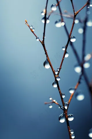 冰冷露珠树枝背景