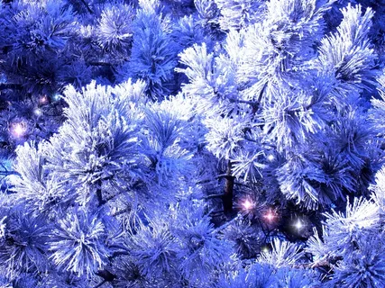 雪中的圣诞树图片 雪中的圣诞树图片