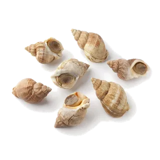 螺贝类带壳类(39)海鲜超市商品红酒白底图免抠实物摄影png格式图片透明底