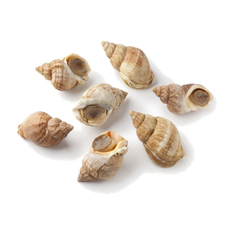 螺贝类带壳类(39)海鲜超市商品红酒白底图免抠实物摄影png格式图片透明底