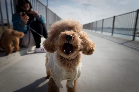 棕色贵宾犬图片 棕色贵宾犬图片
