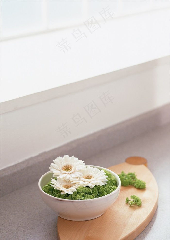 纯洁无暇一碗绿叶白菊木坐现代简约家居室内插花装饰图片素材