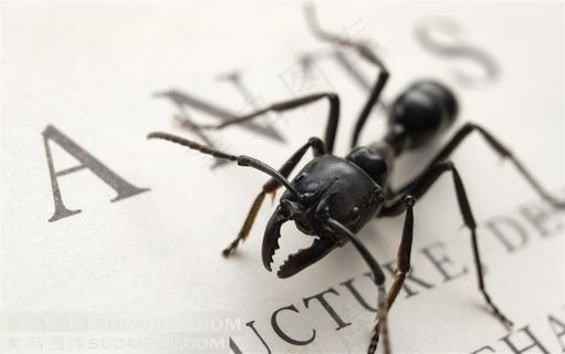 书本上的小蚂蚁