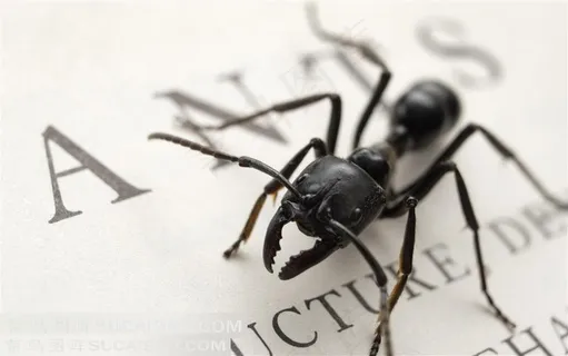 书本上的小蚂蚁