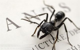 书本上的小蚂蚁