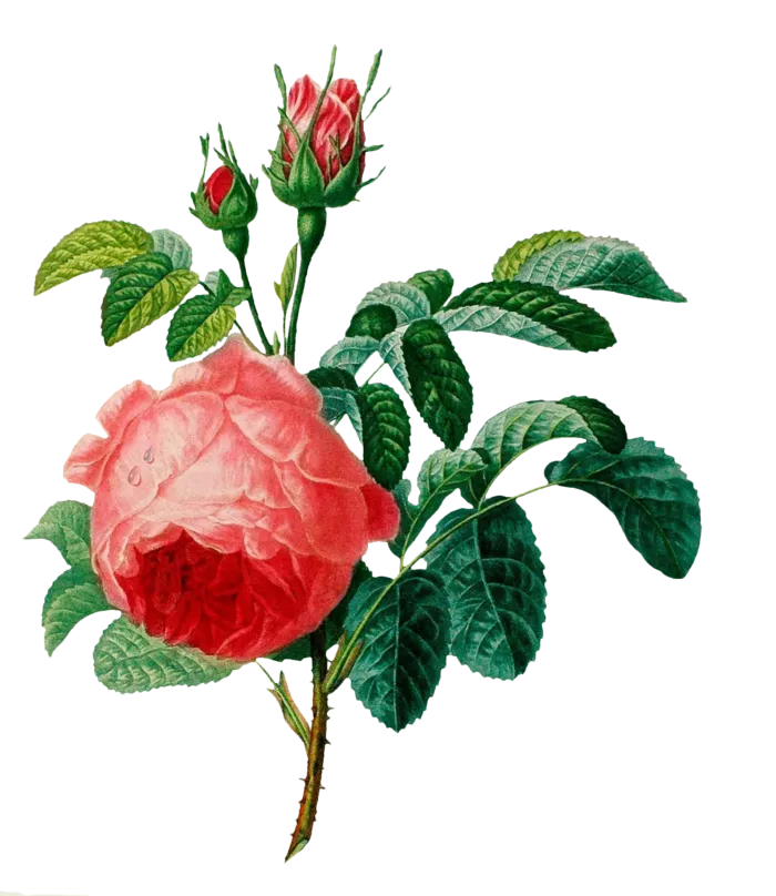 复古手绘植物花卉插画 免抠