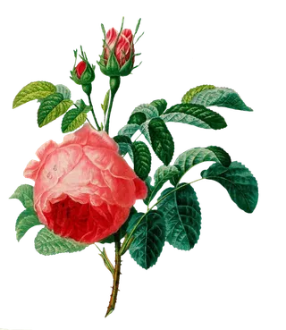 复古手绘植物花卉插画 免抠