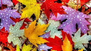 唯美高清枫叶露珠