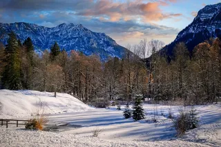 冬天白色背景风景大树