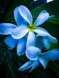 蓝色鸡蛋花图片 蓝色鸡蛋花图片