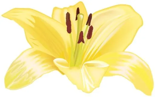 百合花免抠(600x374)
