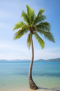 夏天海边沙滩椰树摄影图 夏天海边沙滩椰树摄影图