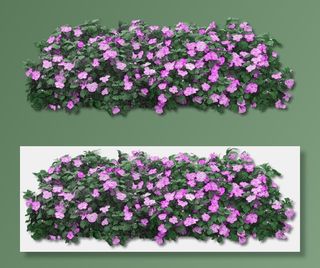 鲜花 紫色 紫色的小花 性质 紫色粉红色的花 很好 春天