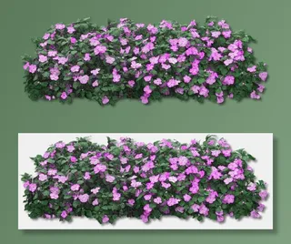 鲜花 紫色 紫色的小花 性质 紫色粉红色的花 很好 春天