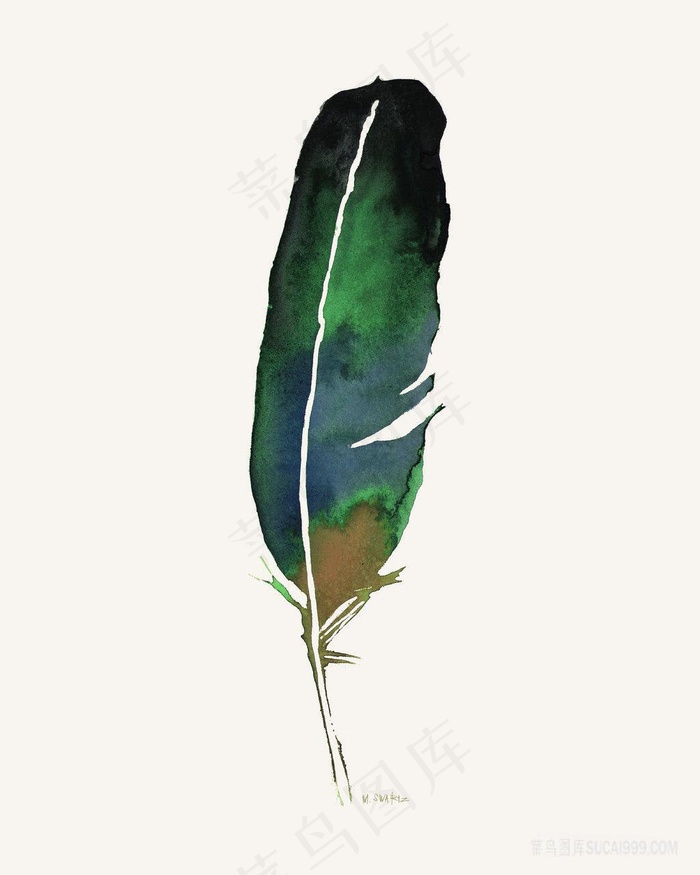 水彩孔雀羽毛插画
