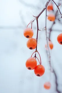 简约冬天树枝雪景背景 简约冬天树枝雪景背景