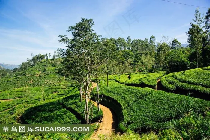 山坡上的茶叶种植园