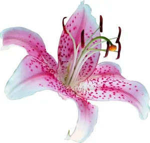 百合花免抠