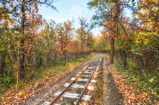 秋天秋日树落叶铁路高清背景