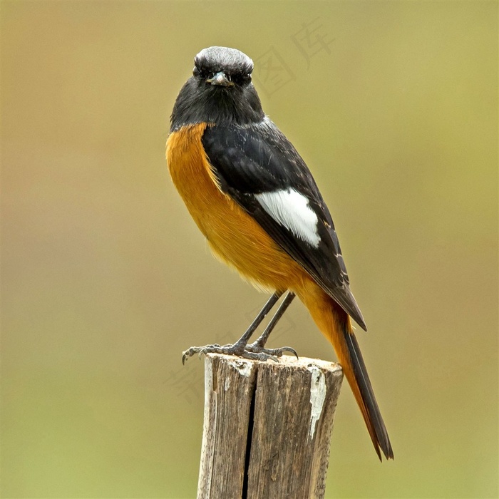 站在木桩上的北红尾鸲素材图