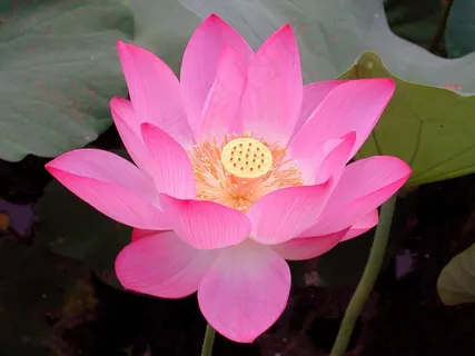 高清红色荷花图片 高清红色荷花图片