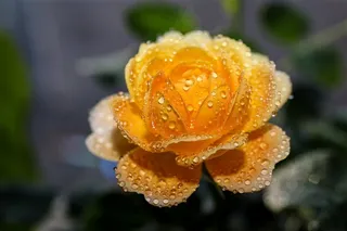 娇艳黄色玫瑰花