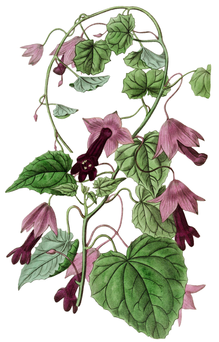 复古手绘植物花卉玫瑰花PNG免扣图案高清图片PS设计素材图