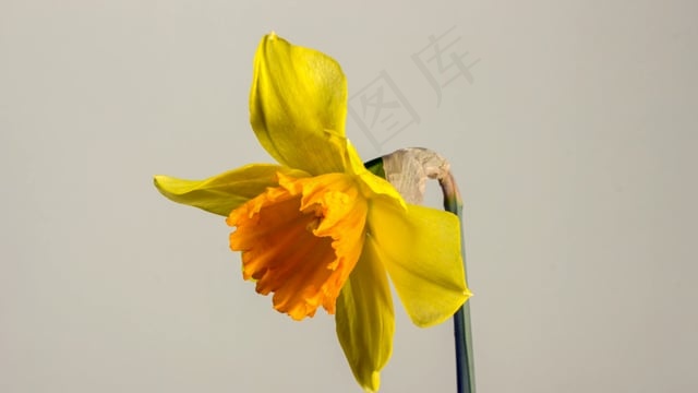 复活节钟声, 水仙花, 复活节, 春天, 春天的花朵, 黄色