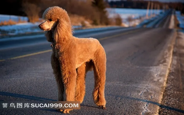 站在马路边的小贵宾犬