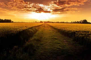 黄昏稻田唯美风景图片