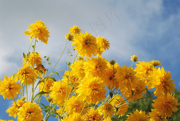 黄色野菊花图片
