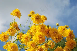 黄色野菊花图片