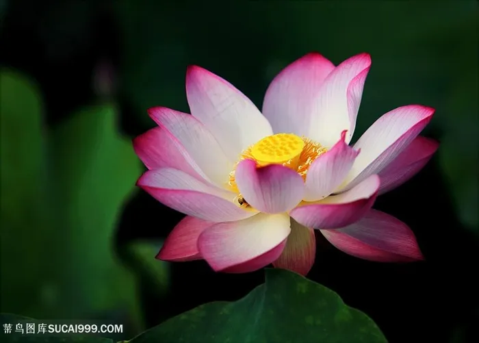 洁白无暇粉白色荷花图片