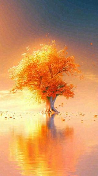 秋天树木的秋叶在河面上飘扬，金黄色温馨，秋分